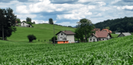 landscape scenic slovenia corn wallpaper preview