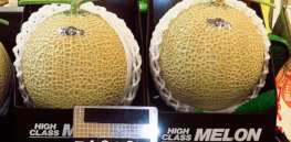 How gene editing can keep melons fresher for longer
