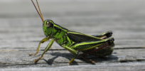 Canadian farmers abandon organic certification because approved ‘natural’ chemicals can’t control devastating grasshoppers