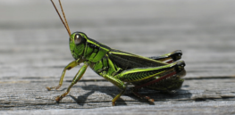 Canadian farmers abandon organic certification because approved ‘natural’ chemicals can’t control devastating grasshoppers