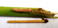 Kenya loses 60% of corn crop to stem borer pests annually. Insect-resistant Bt GMO corn could raise yields and cut pesticide use