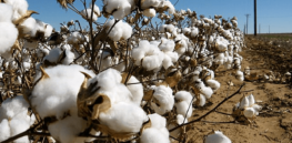Kenya looks to GMO cotton to jumpstart textile industry