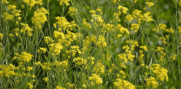 Activist protests may delay India’s GMO mustard ban defreeze