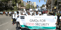 Viewpoint: The health and environmental case against genetically modified crops in Kenya distorts the facts