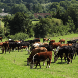 beef cattle by boxhurst geograph org uk