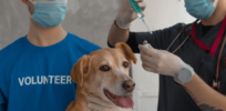 ‘Unsafe, ineffective or unnecessary’: More than half of US dog owners embrace vaccine hesitancy