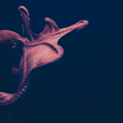 How octopi can edit their own RNA to rapidly respond to environmental changes