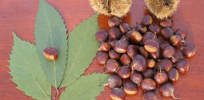 As federal agencies prepare to deregulate transgenic chestnuts, Indigenous nations assert right to access and care for them