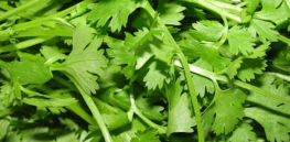Why does cilantro taste like soap to some people? Tracking genes that predispose taste for bitter beer, grapefruit and kale