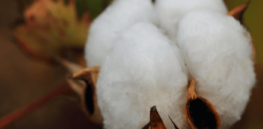 Another GMO approval: Philippines approves commercial growing of Bt insect resistant cotton