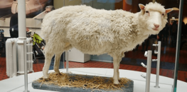 How Dolly, the first cloned sheep, sparked bioethical debate over ‘creating life’