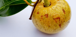 Can lab-grown fruit reduce hunger and methane-generating waste?