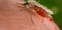 Viewpoint: 126 million Africans are vulnerable to malaria. Bill Gates explains why gene drive mosquitoes may be the only solution