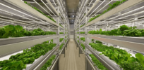 ‘It’s just hard to be profitable’: Indoor farming is a booming industry — so why are so many farms failing?