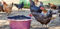 Disease-resistant chickens? Gene-editing technology has potential to eradicate avian flu
