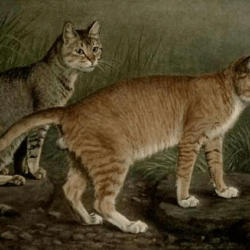 abyssinian and indian cat e e