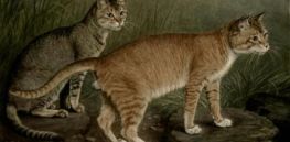 abyssinian and indian cat e e