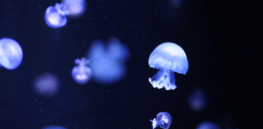 How brainless jellyfish are capable of learning