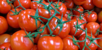 Tomatoes that are delicious, not too fleshy and yet harvestable? With gene editing, they may be on the way