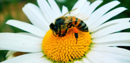 EU-banned neonicotinoid sulfoxaflor does not harm bumblebees, concludes field-realistic independent British university study
