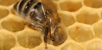 png honeybeee comb