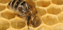 png honeybeee comb