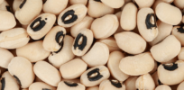 Ghana’s newly-approved pesticide-free GMO cowpea poised for market introduction later this year