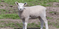 Sheep bred to be pathogen-free protect farmers from disease and could be a source of customized human organ replacements