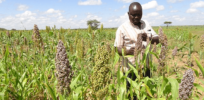 African countries turn toward home-engineered gene edited crops to ensure regional acceptance