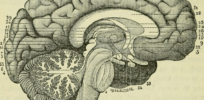 the brain as an organ of mind a e