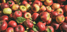 free photo of abundance of apples