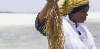 Cleaning up the atmosphere: Can seaweed farming help capture carbon dioxide?