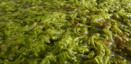 How algae, mushrooms and grass can supplement ‘de-carbonization’ initiatives