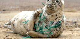 Plastic paradox: ‘Dragging a net across the ocean to capture plastics may unintentionally trap the very organisms we aim to protect’