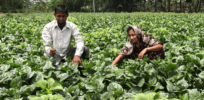 Relief to resilience: Bangladesh's remarkable journey in biotechnology
