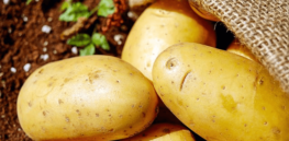 300% yield boost: Analyzing Nigeria’s first GM potato project, one year later