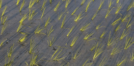 From potential to progress: Latest developments in Golden Rice deployment in the Philippines