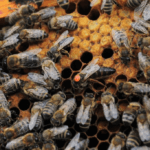 queen bee bees hive animals f f