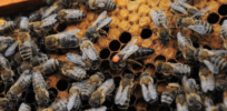 queen bee bees hive animals f f