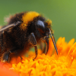 bumblebee