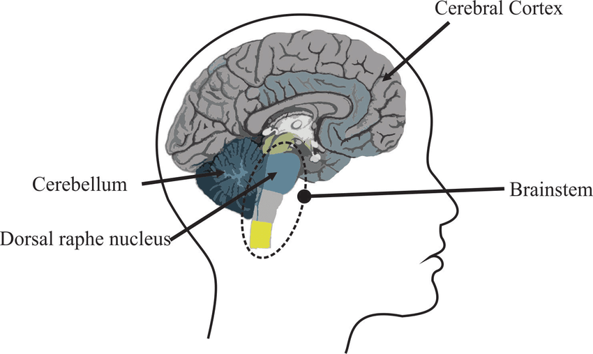 illustration of cerebral cortex cerebellum and brainstem with dorsal raphe nucleus
