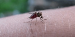 Backward slide for malaria: 16 million more cases in 2022 than before the pandemic