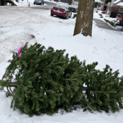 nyc christmas tree disposal