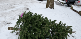 nyc christmas tree disposal