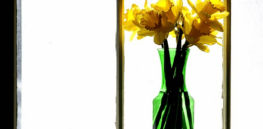 New study shows daffodils can reduce methane
