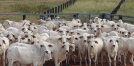 Methane-free cows? Editing genes of gut microbes responsible for emissions could be one-time treatment for climate-friendly cattle