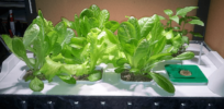 The investment bubble surrounding indoor farming has burst. One plodding but high-tech startup is bucking the trend, and here's how