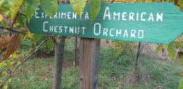 chestnut orchard c