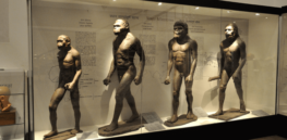 diorama major milestones human evolution gallery indian museum kolkata