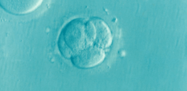 UK scientists support loosening restrictions limiting embryo research